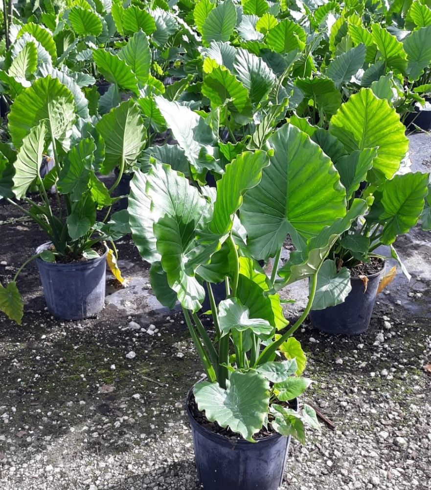 alocasia-odora-elephant-ear