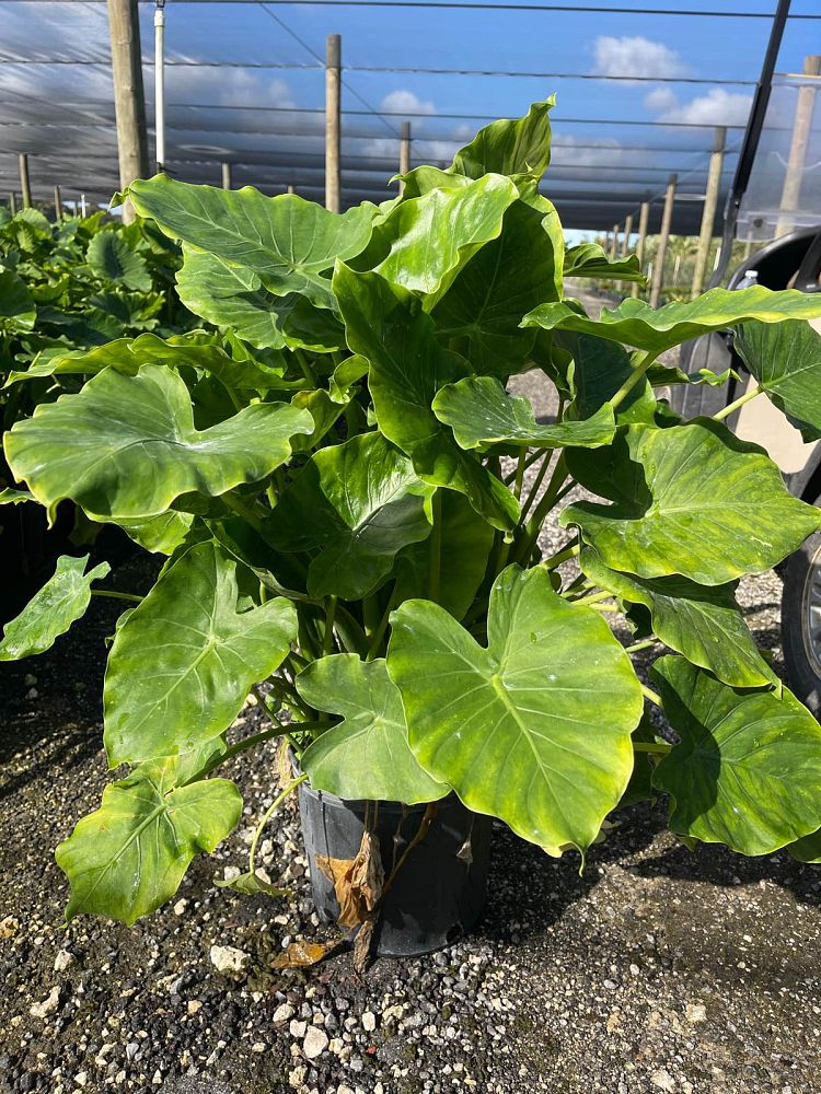 alocasia-odora-elephant-ear