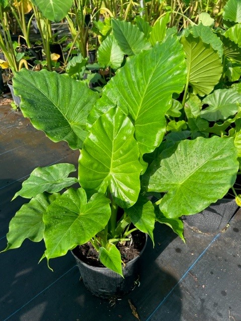 alocasia-odora-elephant-ear
