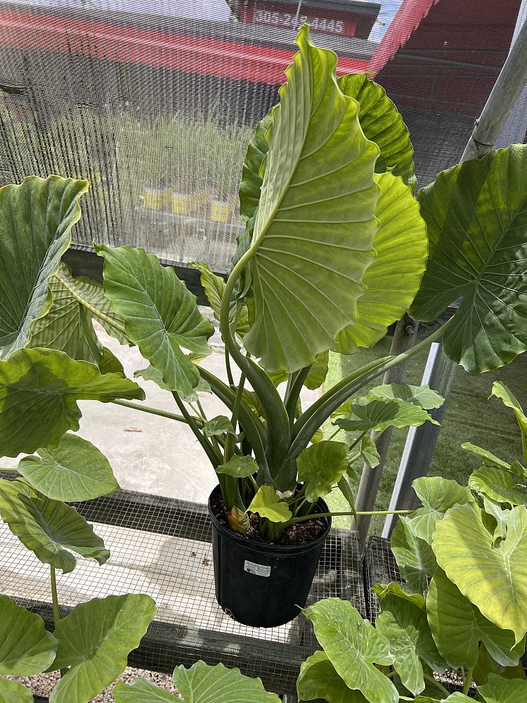 alocasia-odora-elephant-ear