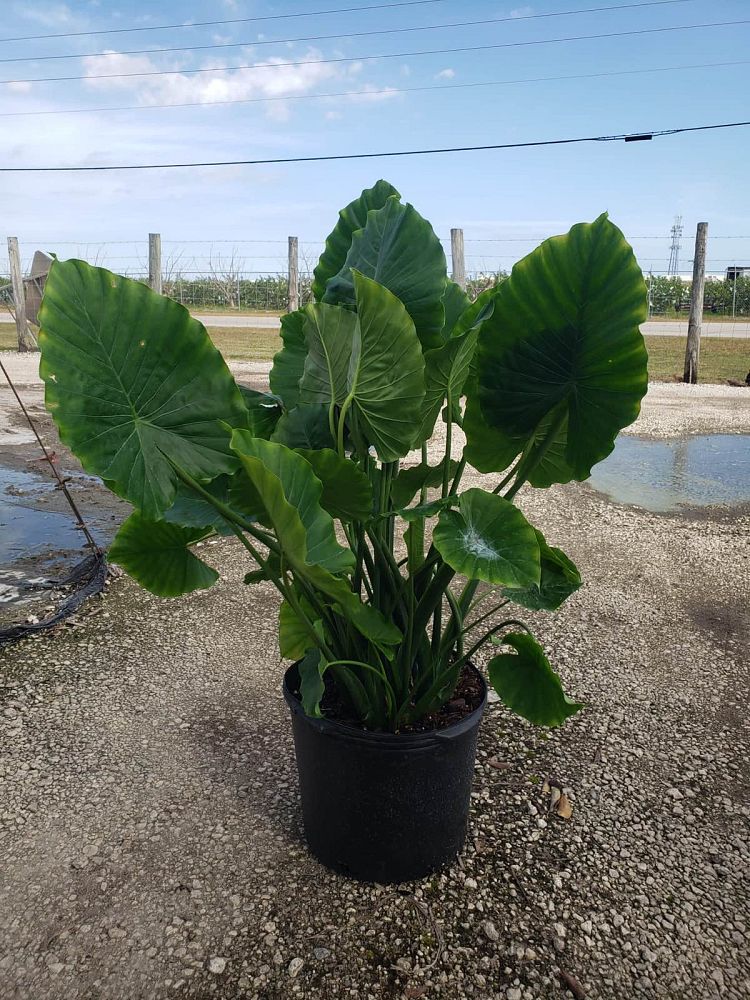 alocasia-odora-elephant-ear