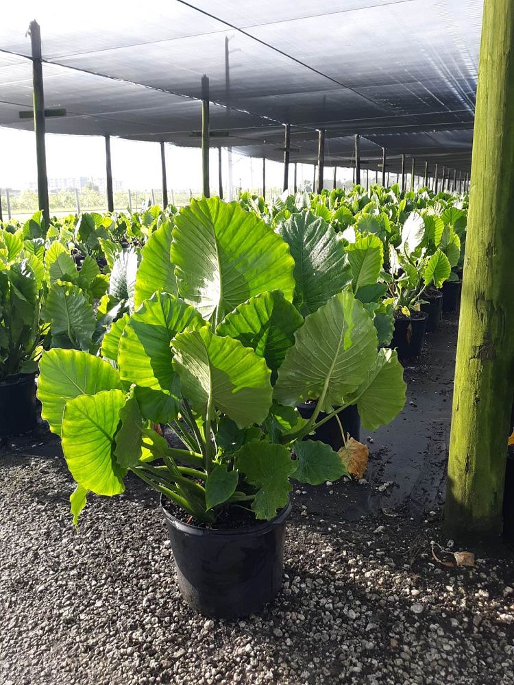 alocasia-odora-elephant-ear