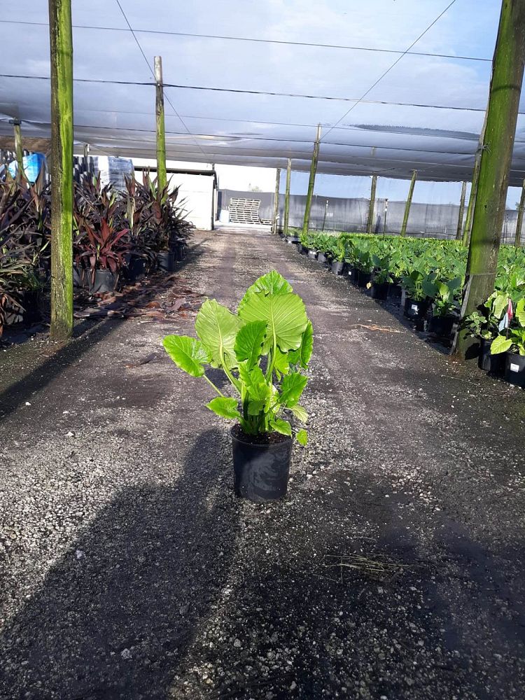 alocasia-odora-elephant-ear