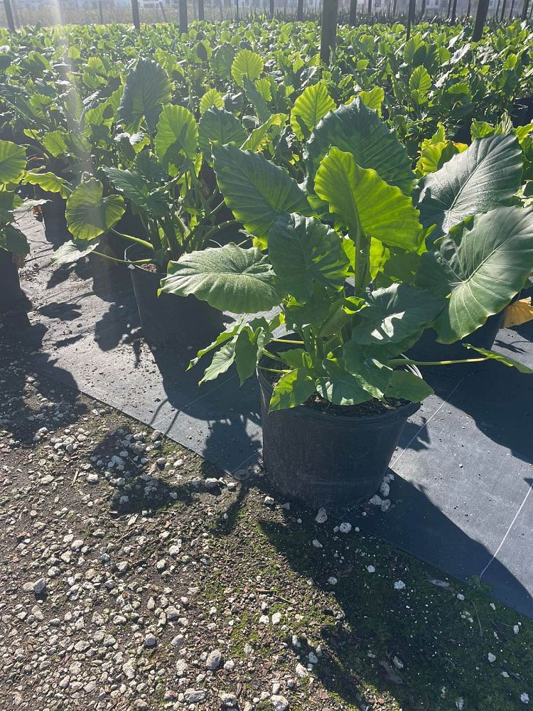 alocasia-odora-elephant-ear