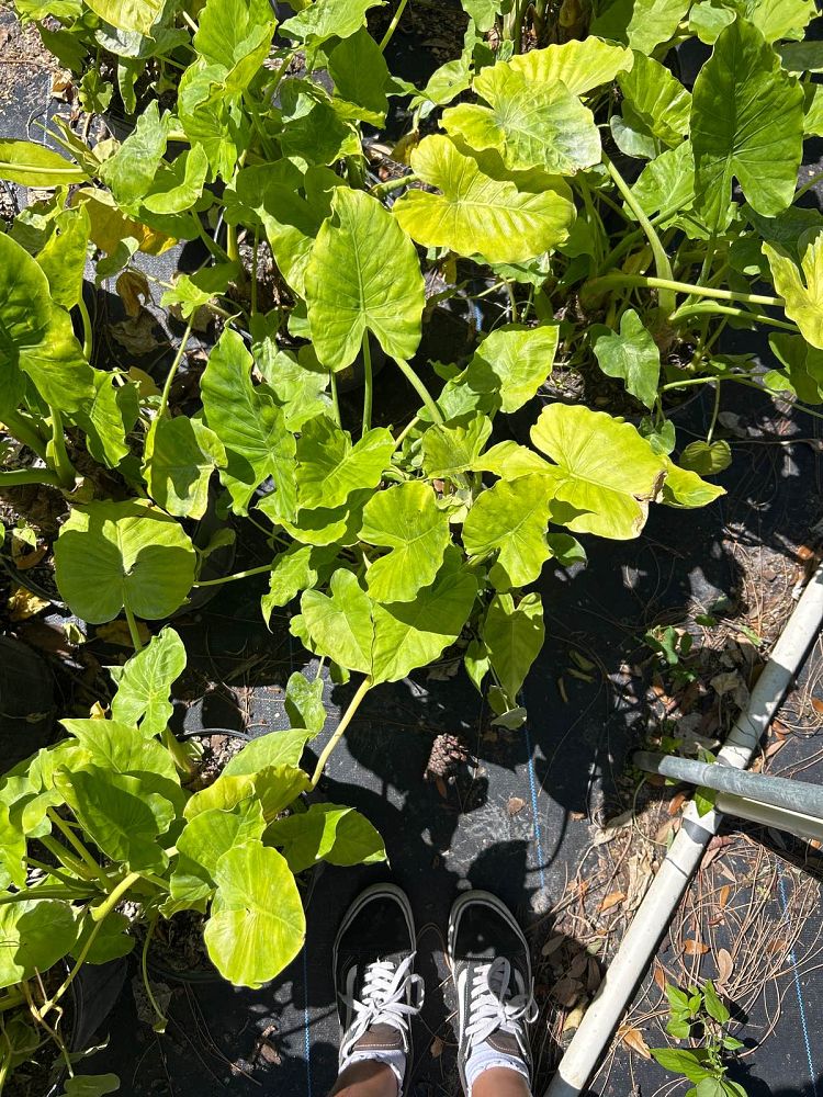 alocasia-odora-elephant-ear