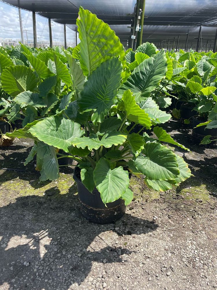 alocasia-odora-elephant-ear