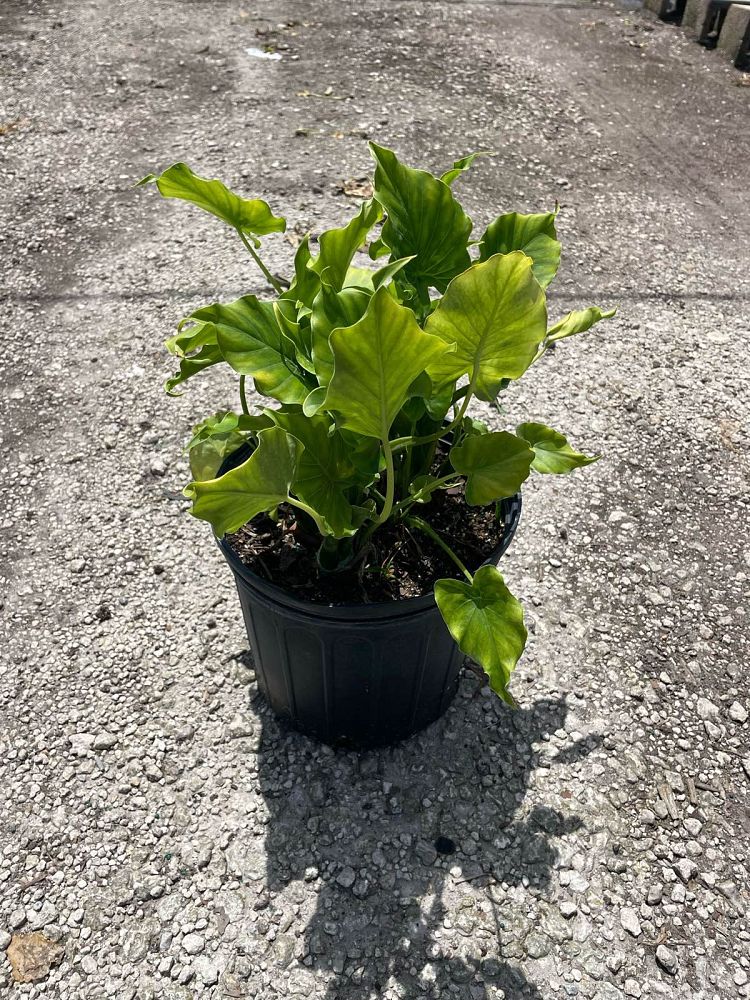 alocasia-odora-elephant-ear