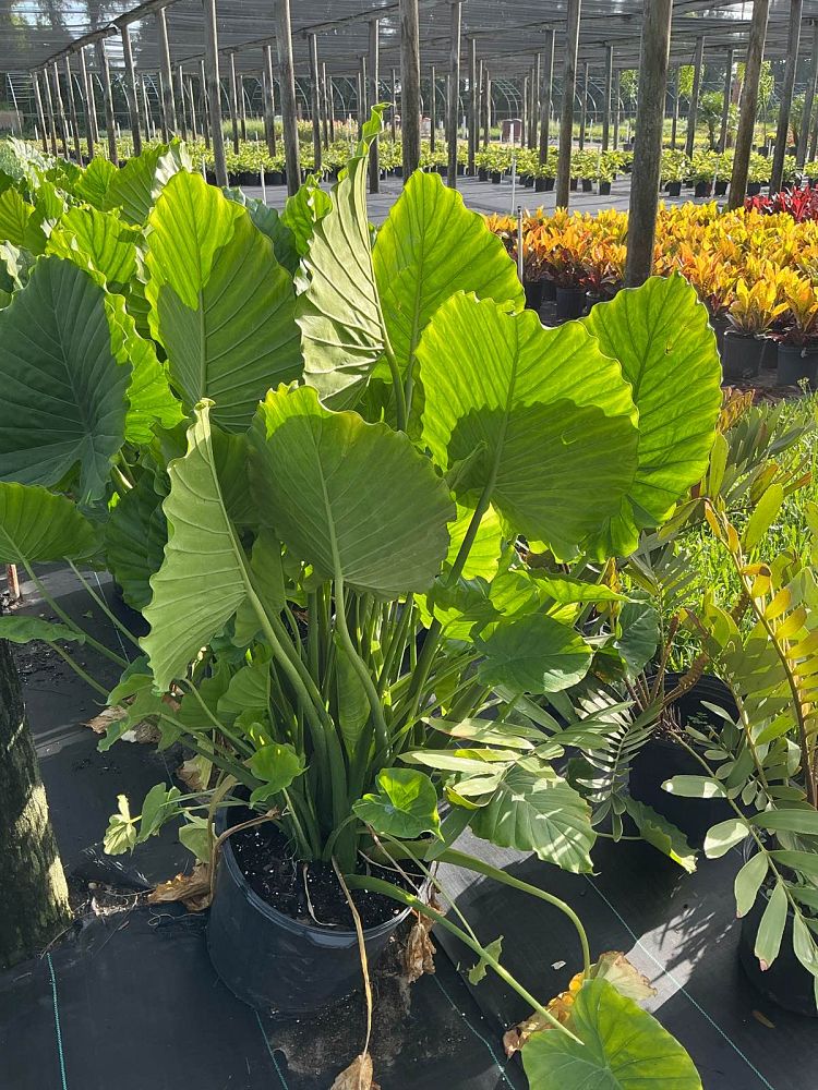 alocasia-odora-elephant-ear
