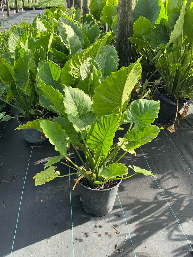 alocasia-odora-elephant-ear