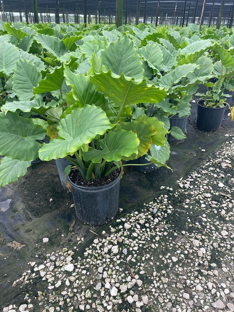 alocasia-odora-elephant-ear