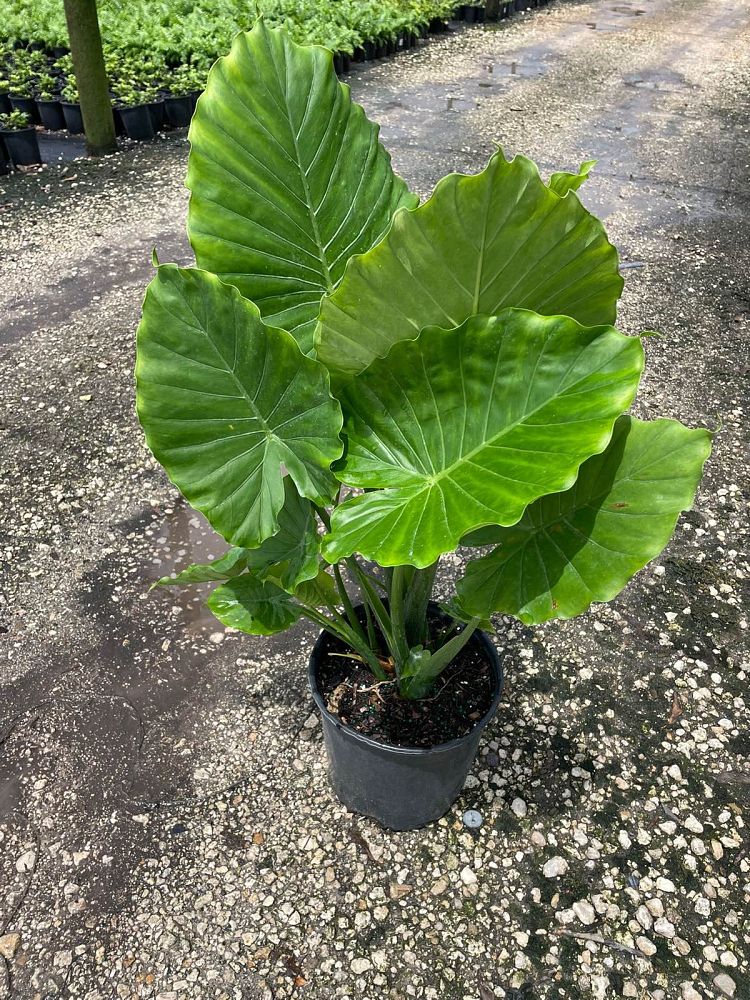 alocasia-odora-elephant-ear