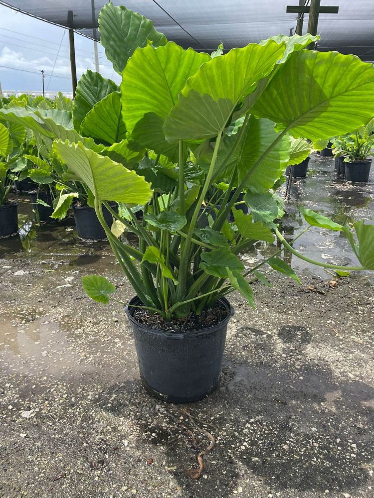 alocasia-odora-elephant-ear