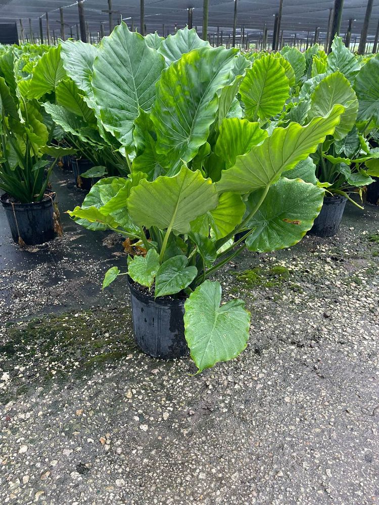 alocasia-odora-elephant-ear