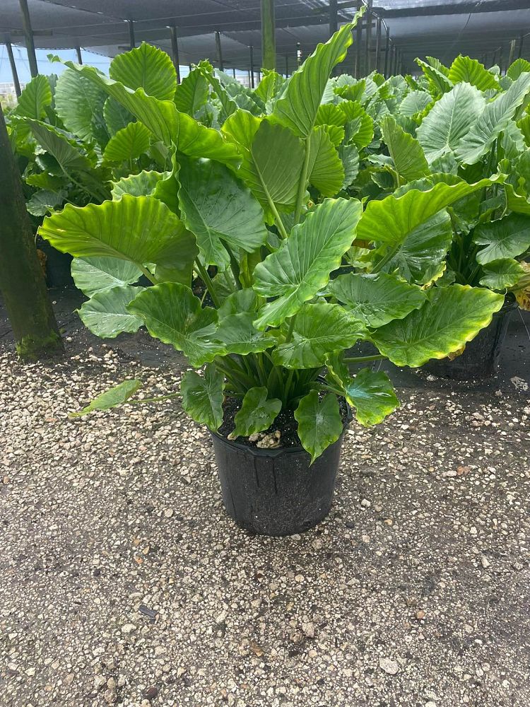 alocasia-odora-elephant-ear