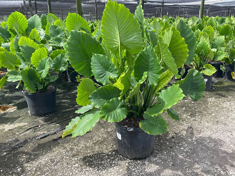 alocasia-odora-elephant-ear