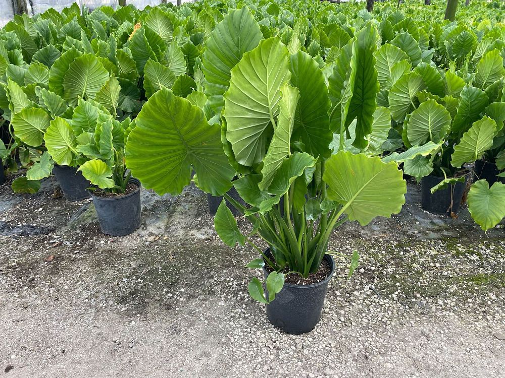 alocasia-odora-elephant-ear