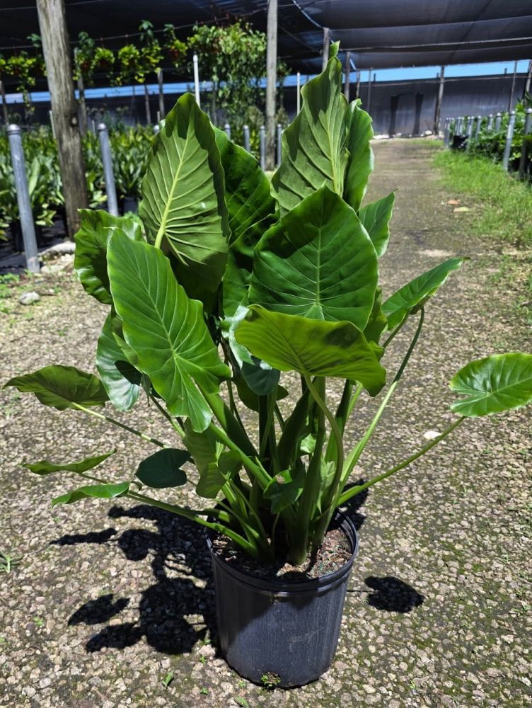 alocasia-odora-elephant-ear