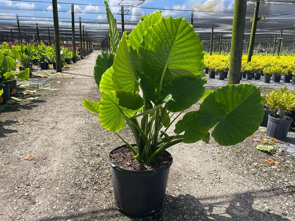 alocasia-odora-elephant-ear