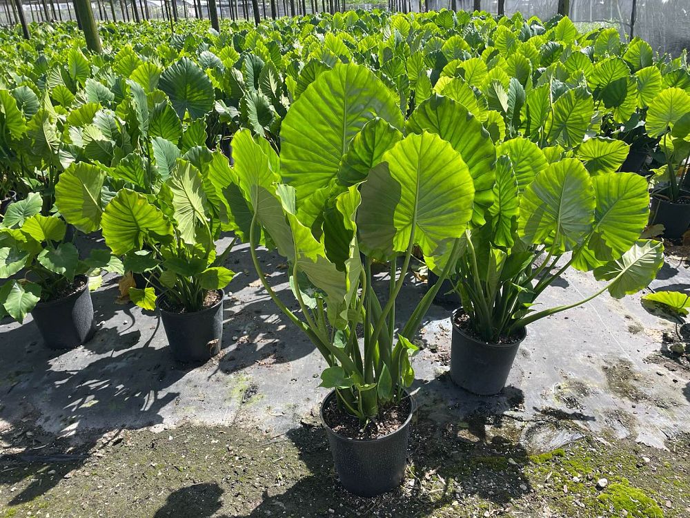 alocasia-odora-elephant-ear