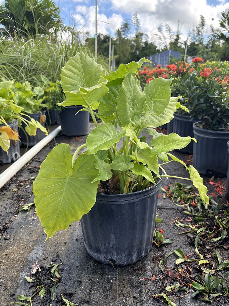 alocasia-odora-elephant-ear
