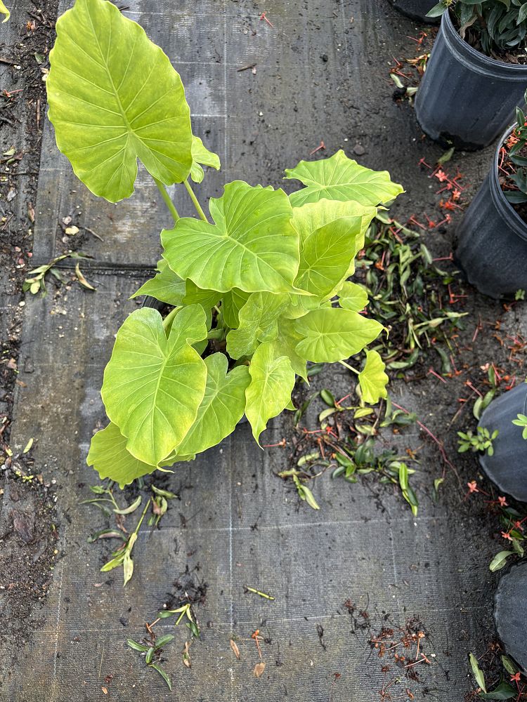 alocasia-odora-elephant-ear
