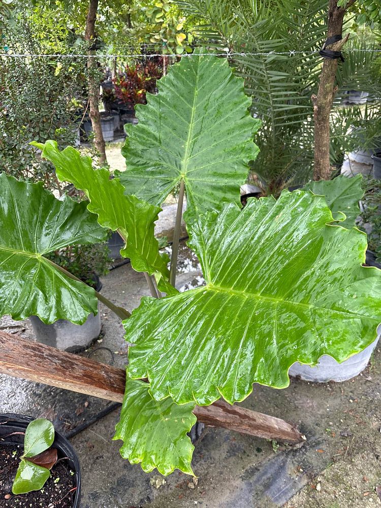 alocasia-odora-elephant-ear