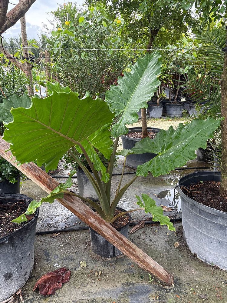 alocasia-odora-elephant-ear