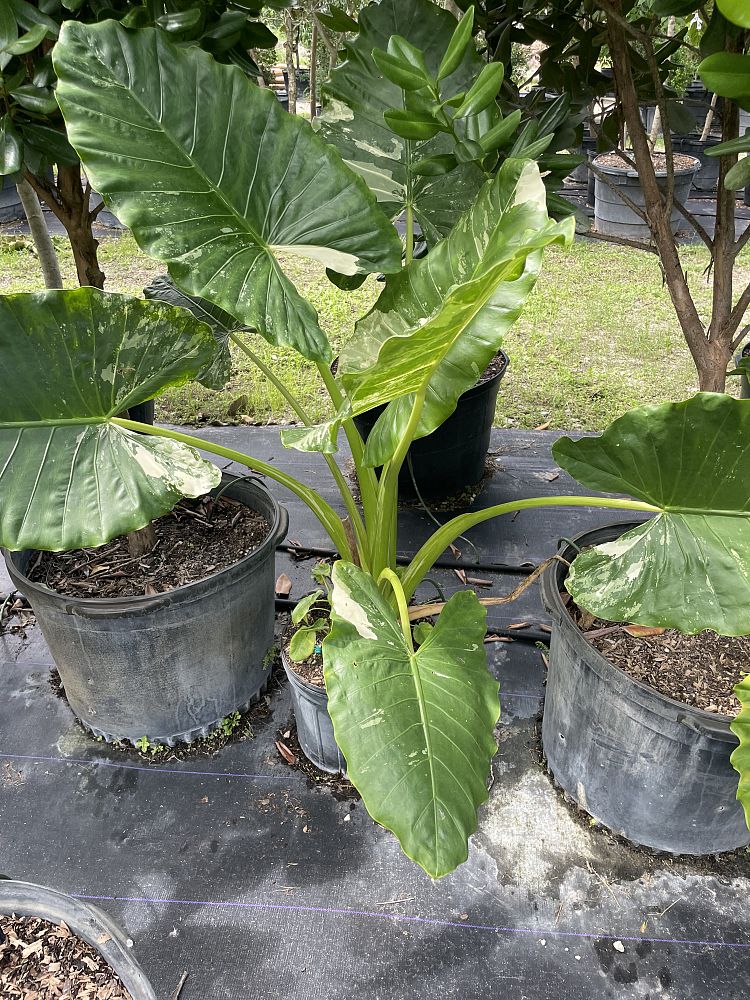 alocasia-odora-elephant-ear