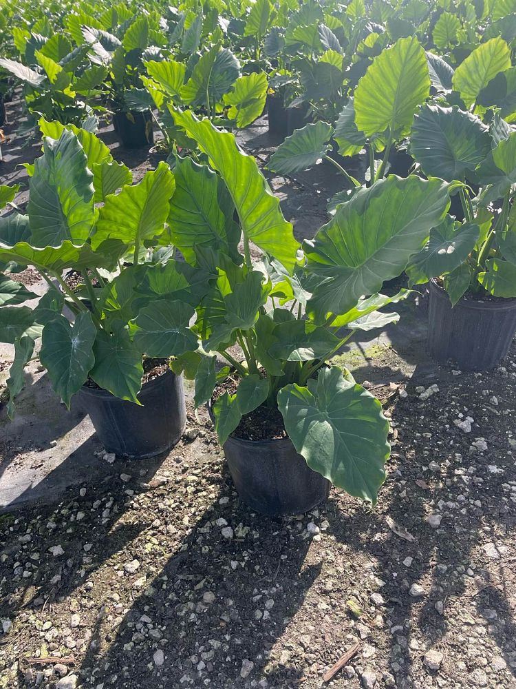alocasia-odora-elephant-ear