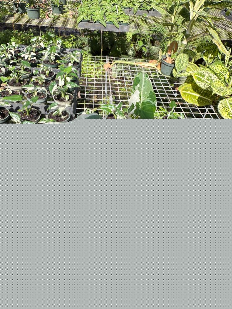 alocasia-odora-okinawa-silver