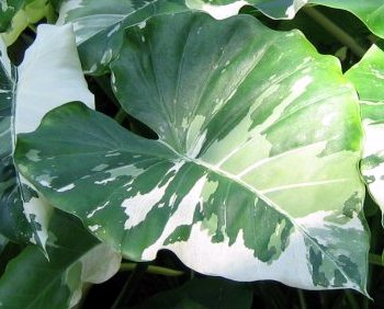 alocasia-odora-variegata-elephant-ear