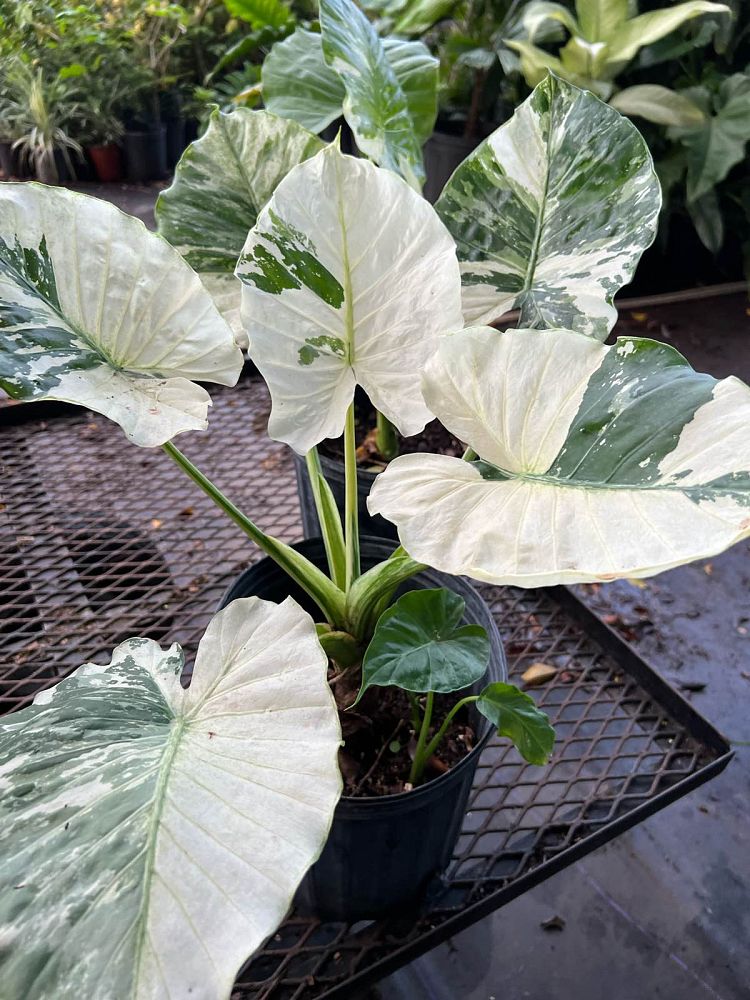 alocasia-odora-variegata-elephant-ear