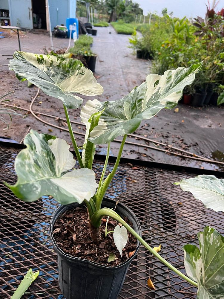 alocasia-odora-variegata-elephant-ear
