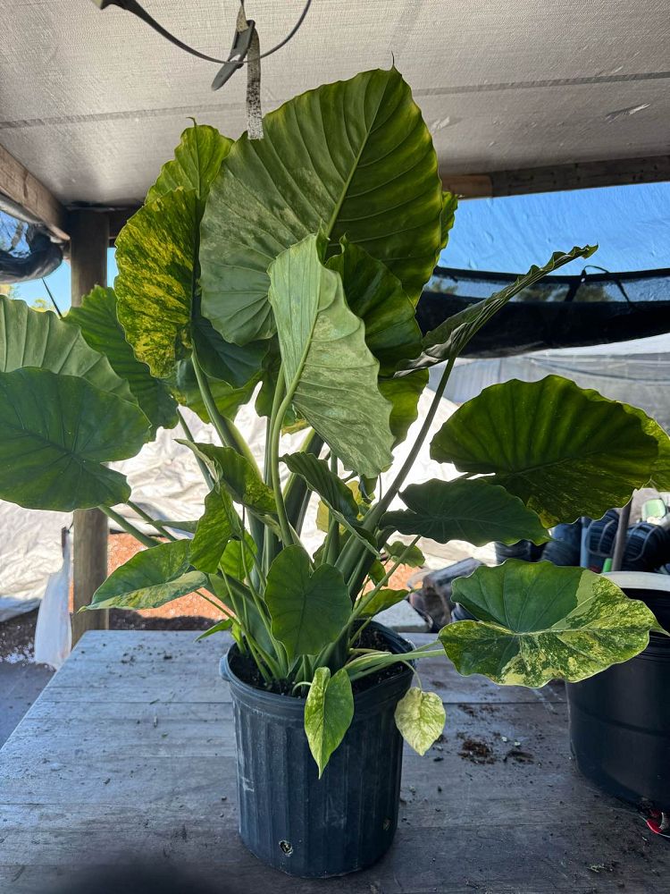 alocasia-odora-variegata-elephant-ear
