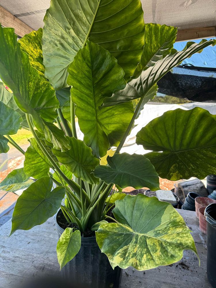 alocasia-odora-variegata-elephant-ear