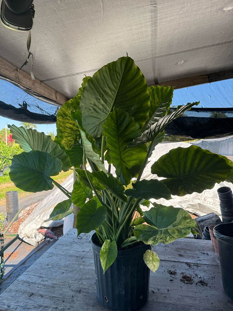 alocasia-odora-variegata-elephant-ear
