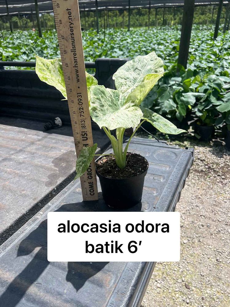 alocasia-odora-variegata-elephant-ear