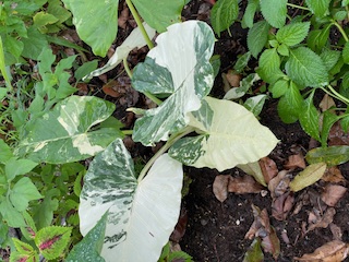 alocasia-odora-variegata-elephant-ear