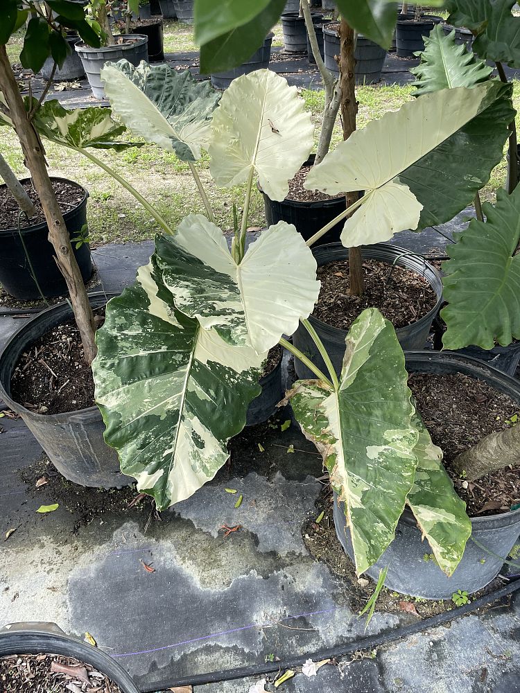alocasia-odora-variegata-elephant-ear