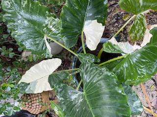 alocasia-odora-variegata-elephant-ear