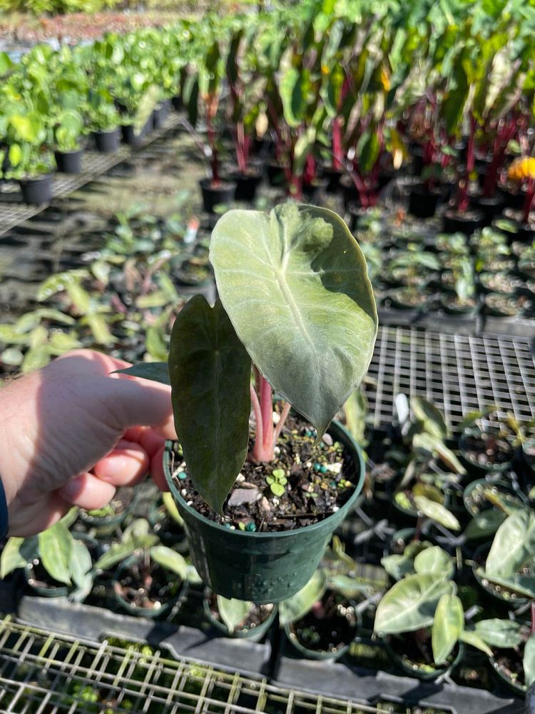 alocasia-pink-dragon