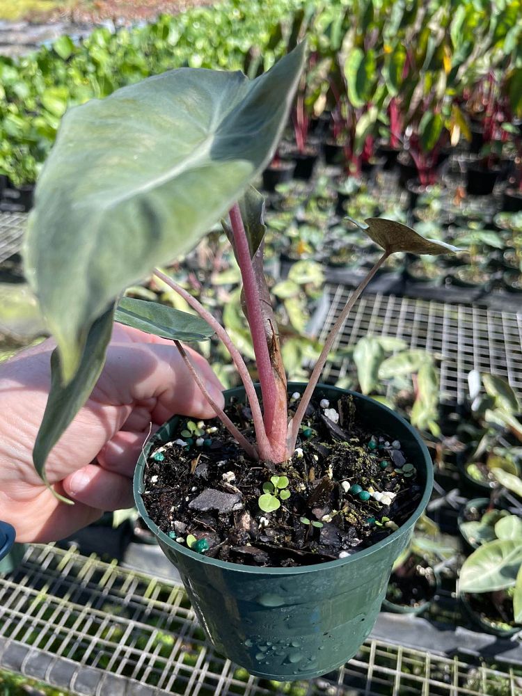 alocasia-pink-dragon