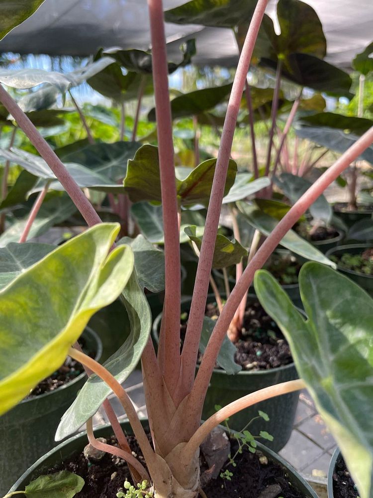 alocasia-pink-dragon