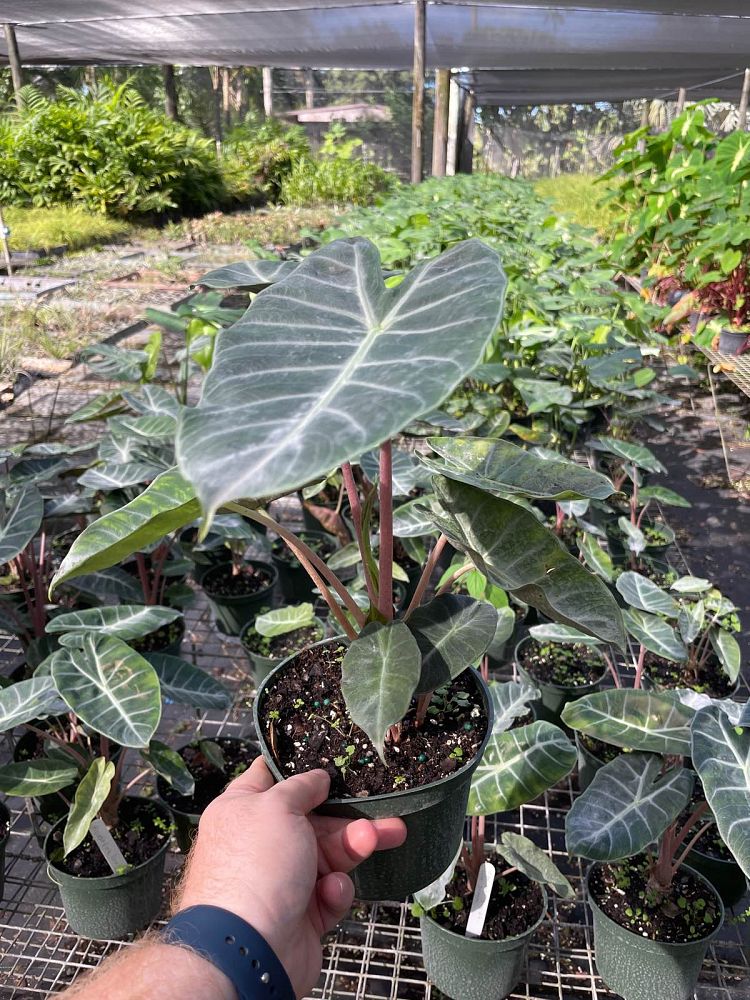 alocasia-pink-dragon