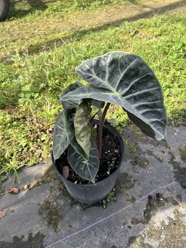 alocasia-pink-princess-elephant-ear