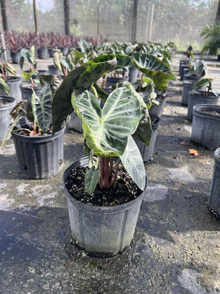 alocasia-pink-princess-elephant-ear
