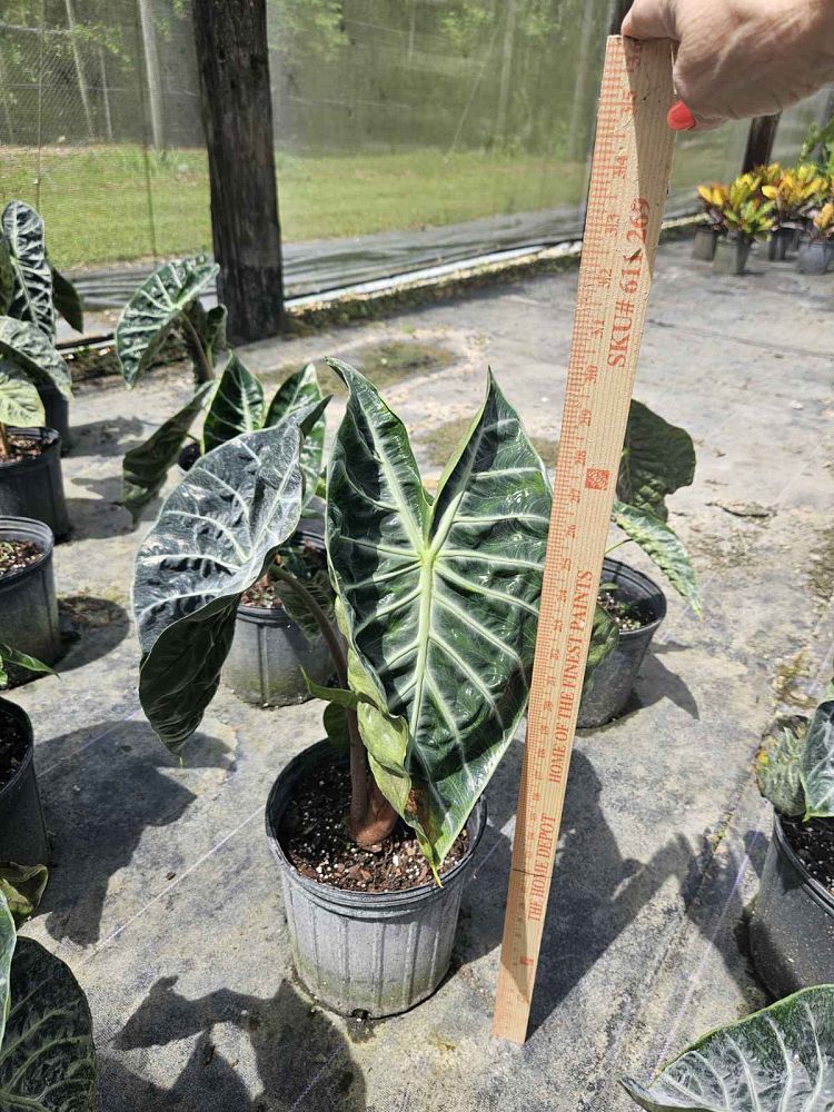 alocasia-pink-princess-elephant-ear
