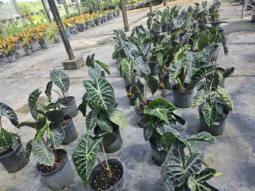 alocasia-pink-princess-elephant-ear