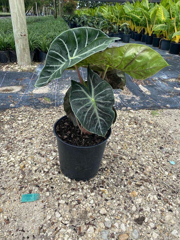 alocasia-pink-princess-elephant-ear