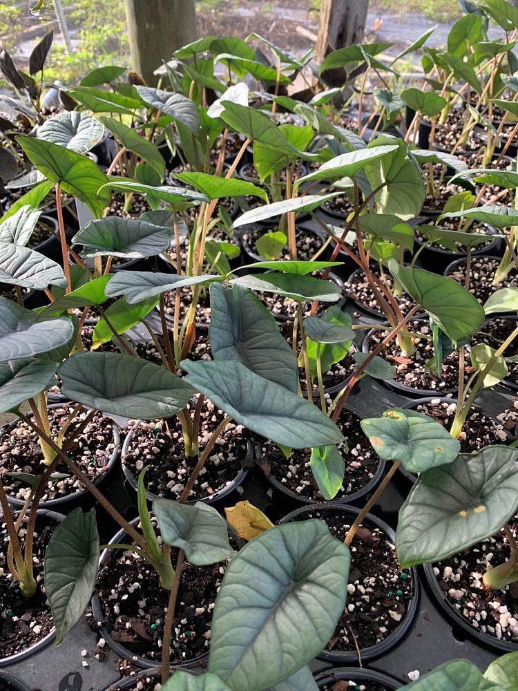 alocasia-platinum-elephant-ear